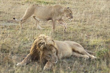 Image showing Lioness walk behind of resting lion 