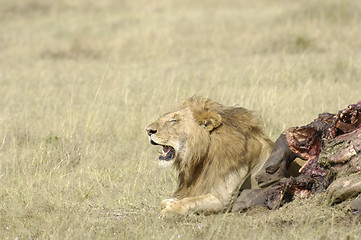 Image showing African lion and his kill