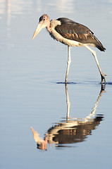 Image showing Marabou stork