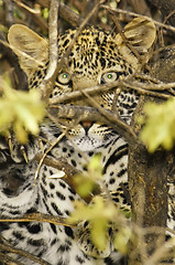 Image showing leopard