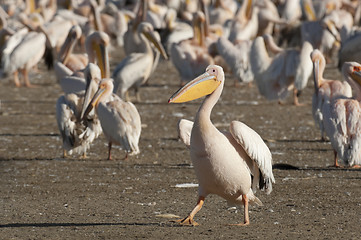 Image showing Great White Pelican