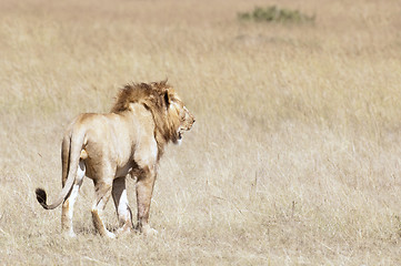 Image showing Male african lion 