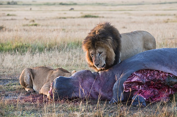 Image showing Lions feasting on hippo carcass