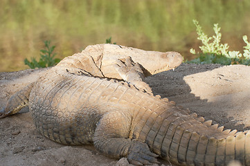 Image showing crocodile 