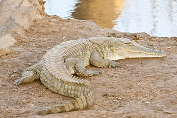 Image showing crocodile enjoying sunshine