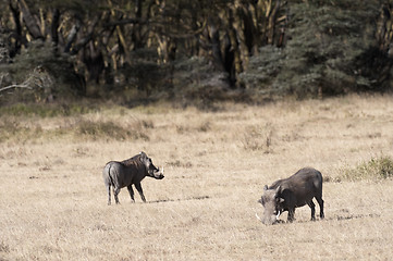 Image showing Common warthogs