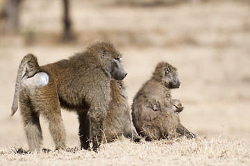 Image showing baboon family