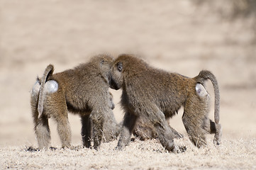 Image showing baboon family on the rest