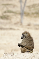 Image showing baboon