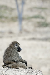 Image showing Pensive baboon