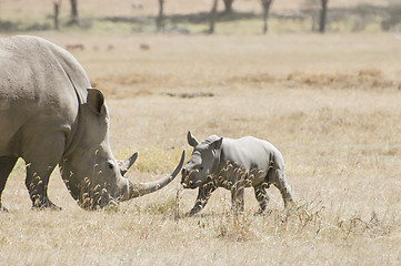 Image showing Southern White Rhino and calf