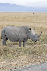 Image showing White Rhinoceros