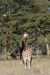 Image showing Rothschild Giraffes