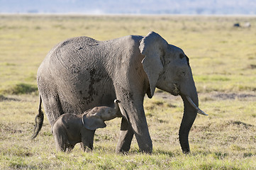 Image showing  elephant suckle her calf