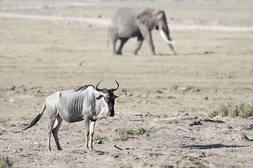 Image showing Wildebeest in front of elephant