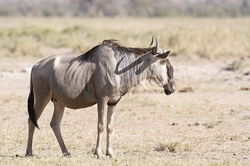 Image showing Lone Wildebeest 