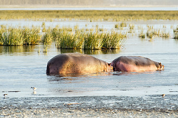 Image showing couple of hippo in the lake