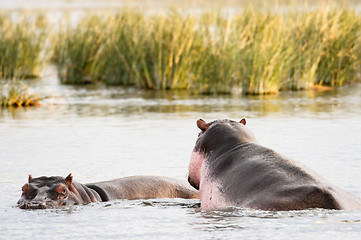 Image showing hippo mating