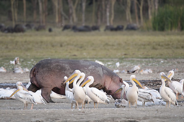 Image showing hippo walking through pelican flock