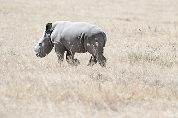 Image showing White Rhino calf