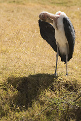 Image showing Lone Marabou stork