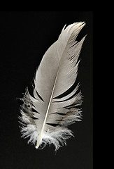 Image showing feather