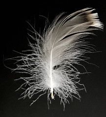 Image showing feather