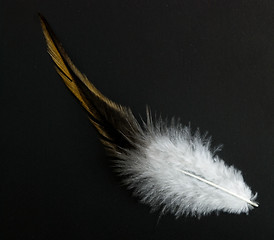 Image showing colorful feather