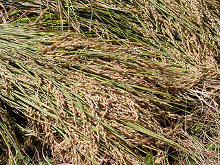 Image showing Harvest time