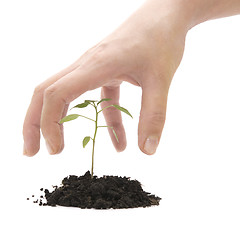 Image showing hand roof and plant