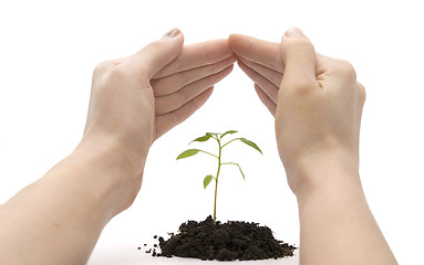 Image showing hand roof and plant