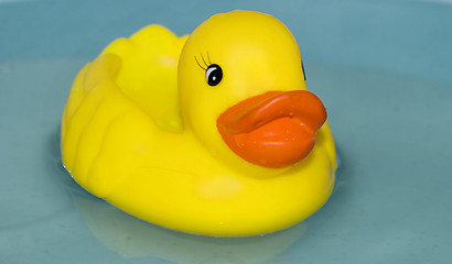 Image showing duck