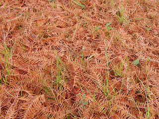 Image showing Autumn pine leaves