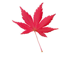 Image showing Maple leaf