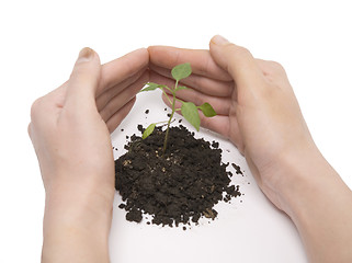 Image showing plant and hand roof