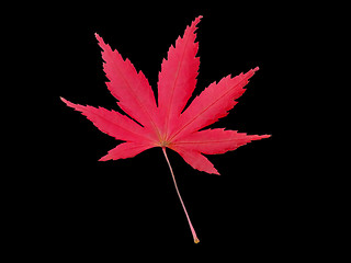 Image showing Maple leaf