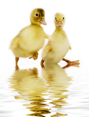 Image showing ducklings