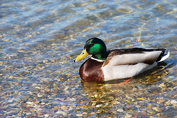 Image showing Usual Duck on water