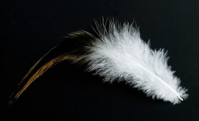 Image showing feather