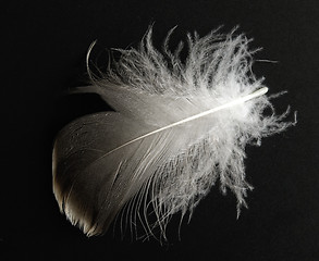 Image showing feather