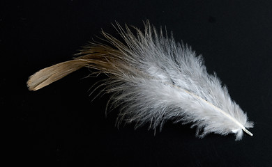 Image showing feather