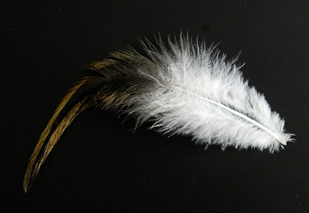 Image showing feather