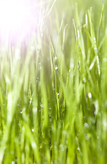 Image showing grass