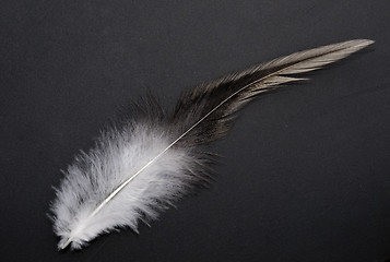 Image showing feather