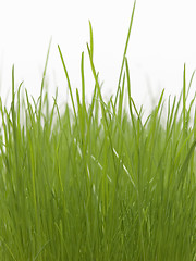 Image showing green grass