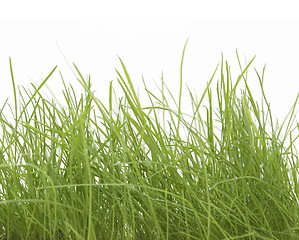 Image showing green grass