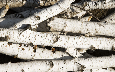 Image showing birch logs