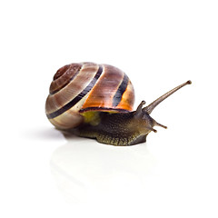 Image showing snail