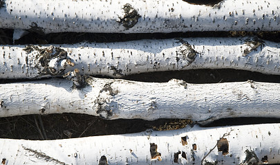 Image showing birch logs