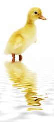 Image showing duckling